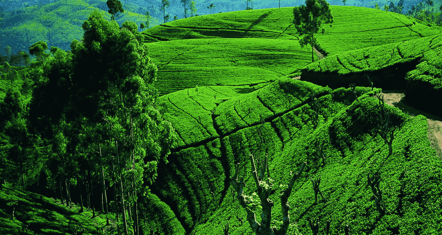 Kandy Nuwara Eliya Mirissa